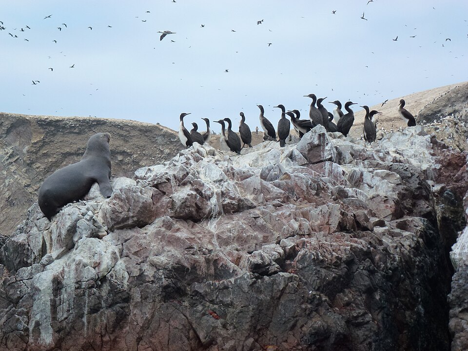 Fauna de las Islas Ballestas
